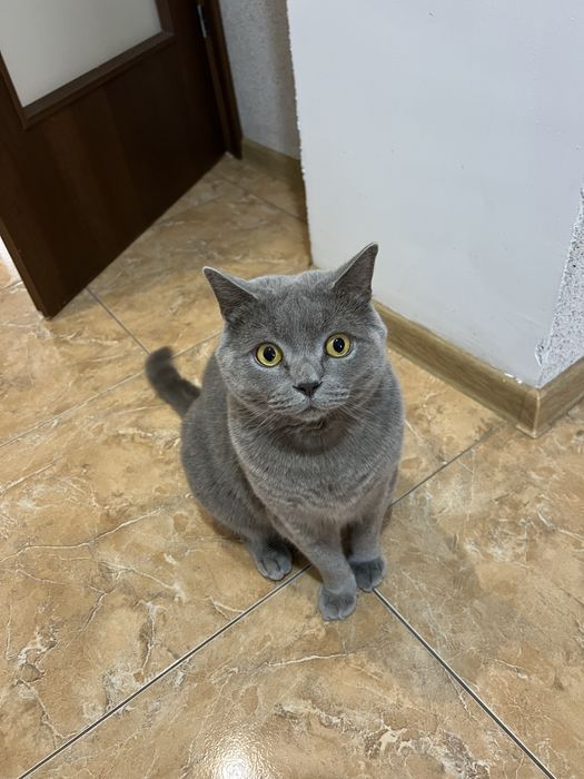 Віддам кота в добрі руки