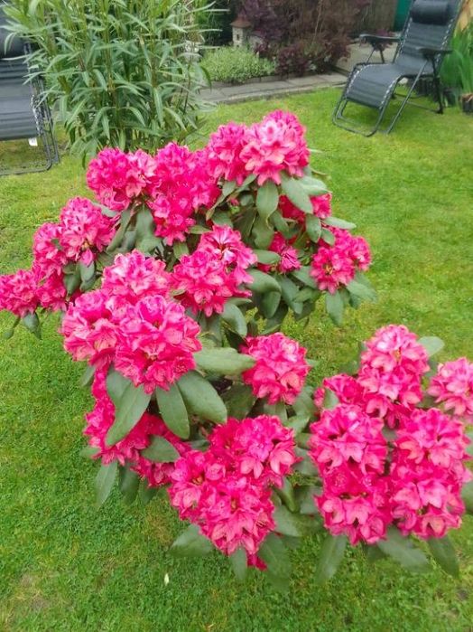 Kwiat rododendron