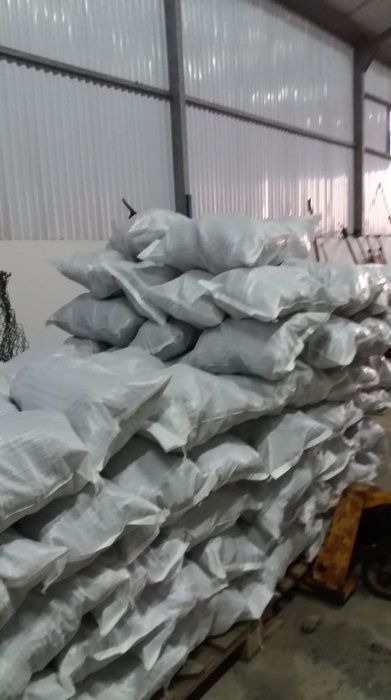 Pinhas de pinheiro bravo