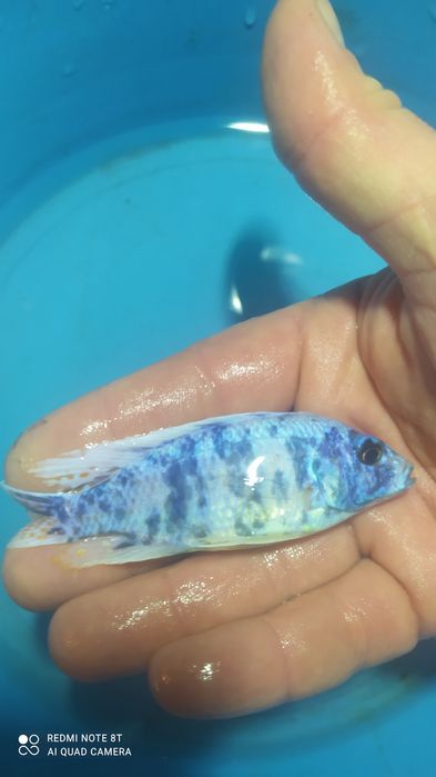 Великій вибір Цихлід Американських , Танганійских, Малавійских