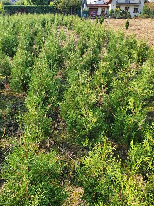 Tuja 120 CM Brabant Tuje Thuja Promocja Gęste