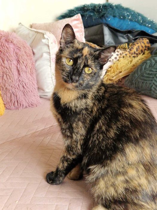 Piękna, młoda szylkretka do adopcji.