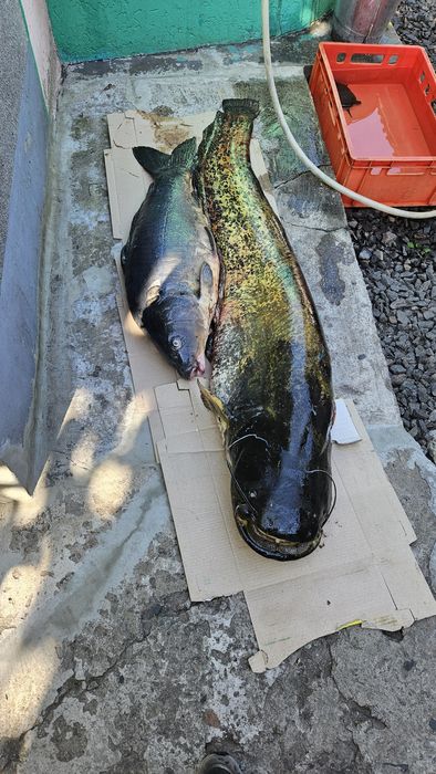 Продам свіжевиловлені раки та рибу