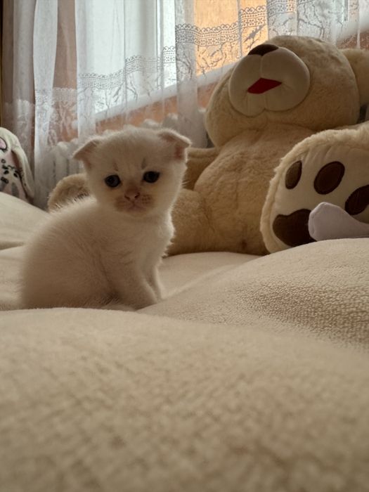 Шотландські чистокровні кошенята