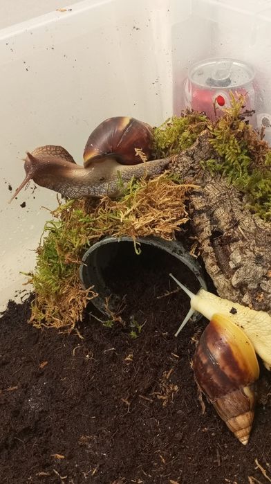 Ślimaki afrykańskie