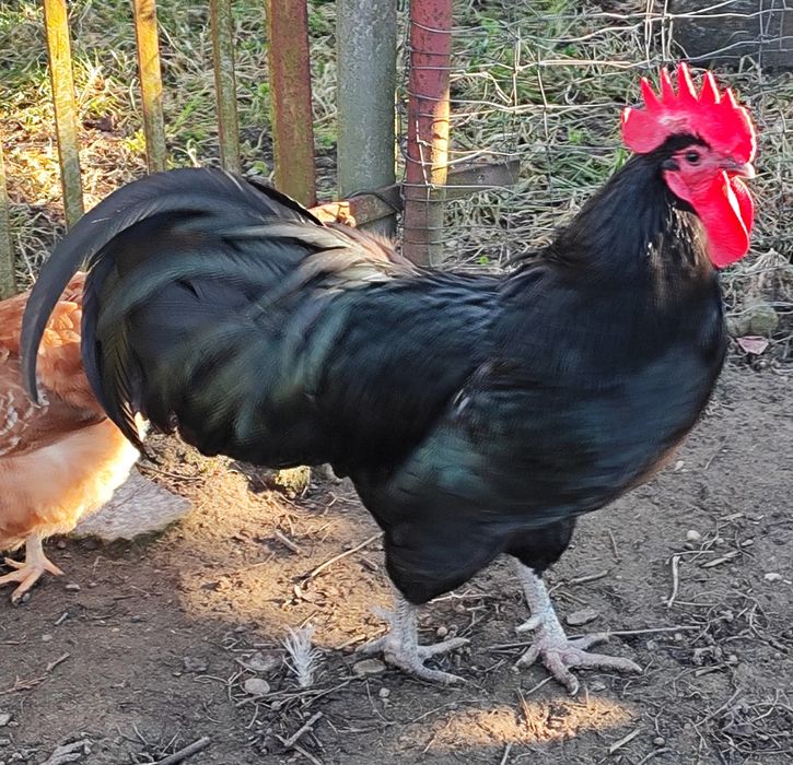 Kogut Australorp