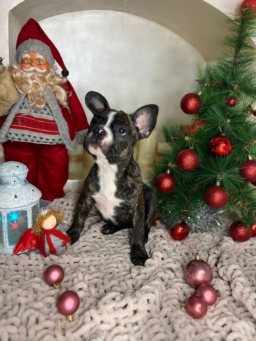 Французькі бульдожки