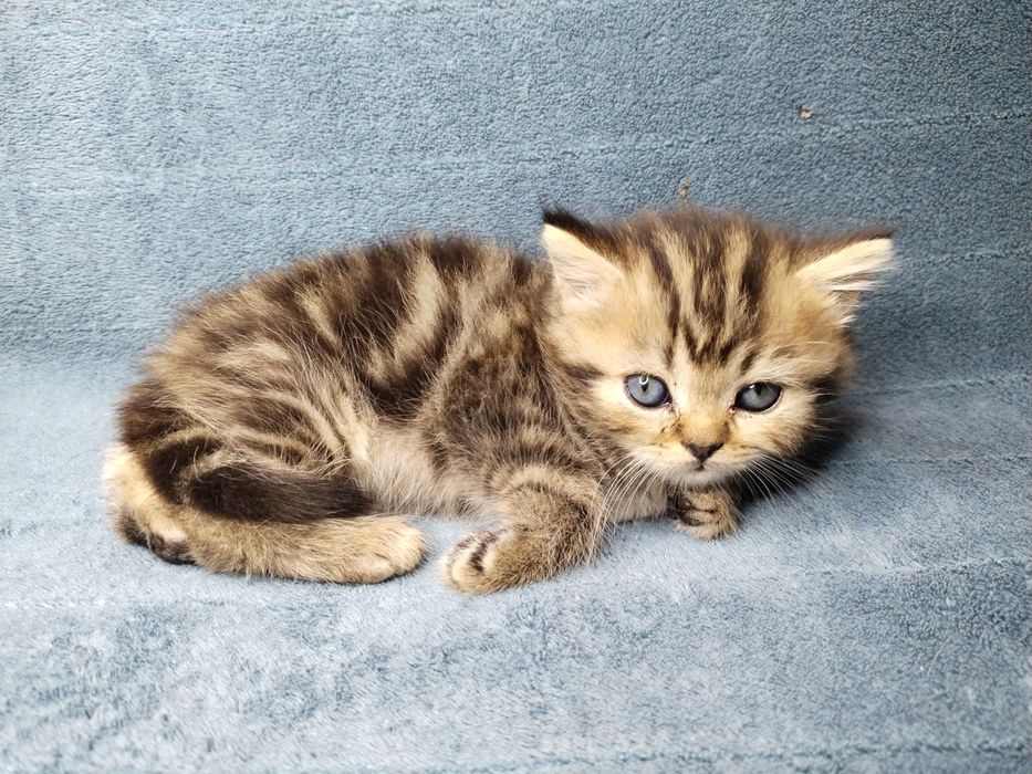 Котята Скоттиш страйт