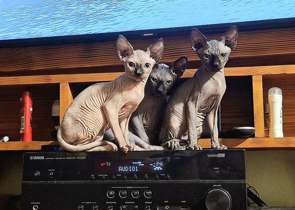 Котята Канадского сфинкса