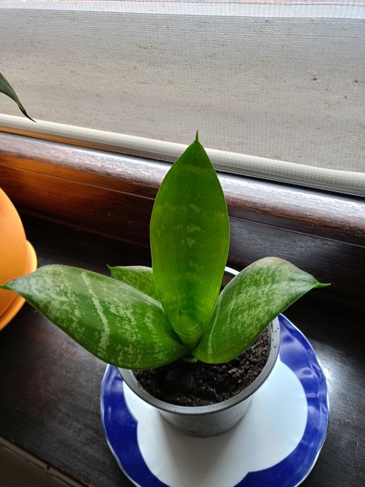 Ładny kwiat Sansewieria gwinejska.