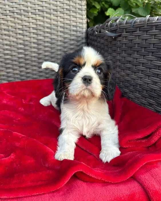 Cavalier King Charles