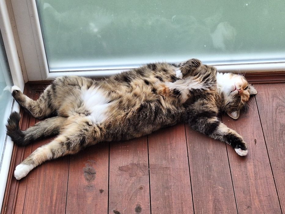 Кішка стерилізована