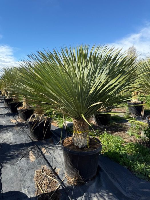 Yucca Rostrata juka roślina egzotyczna Palma mrozoodporna Trachycarpus