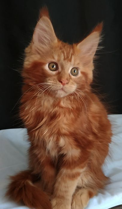 Котята Мейн куны ярко красные