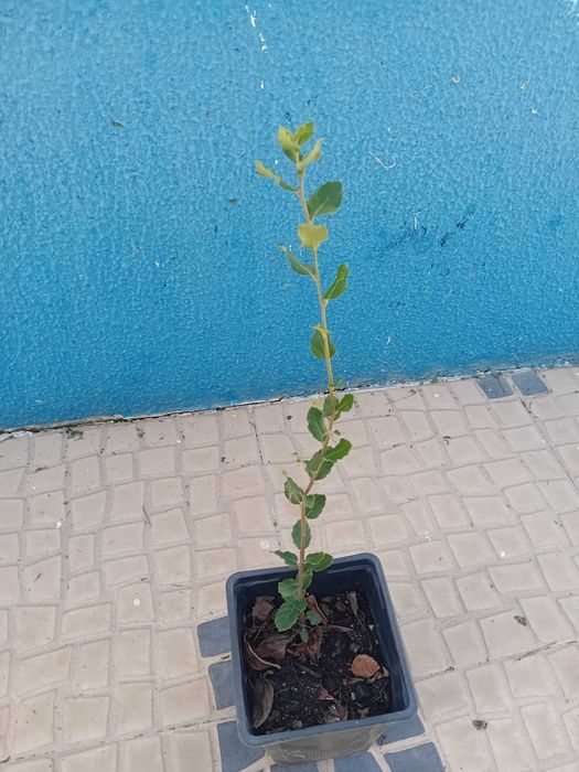 Sobreiro em vaso