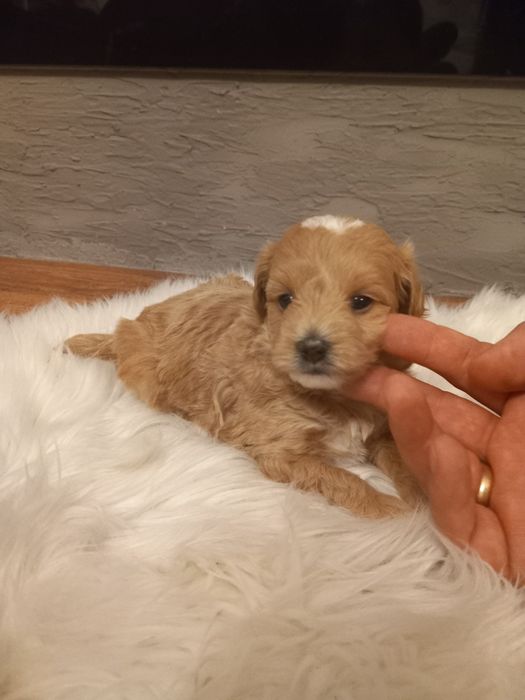 Maltipoo szczeniak suczka