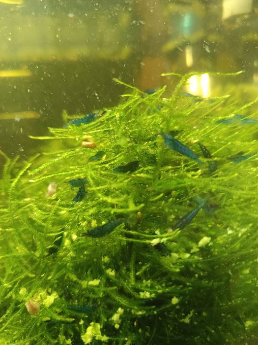 Neocaridina Blue Dream