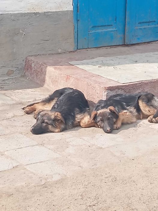 Цуценята німецької вівчарки