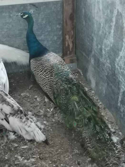 Sprzedam pawia samca