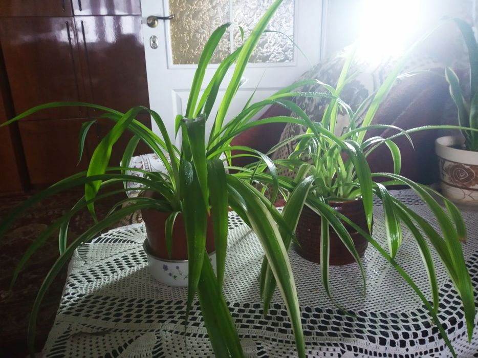 Хлорофітум, вазон