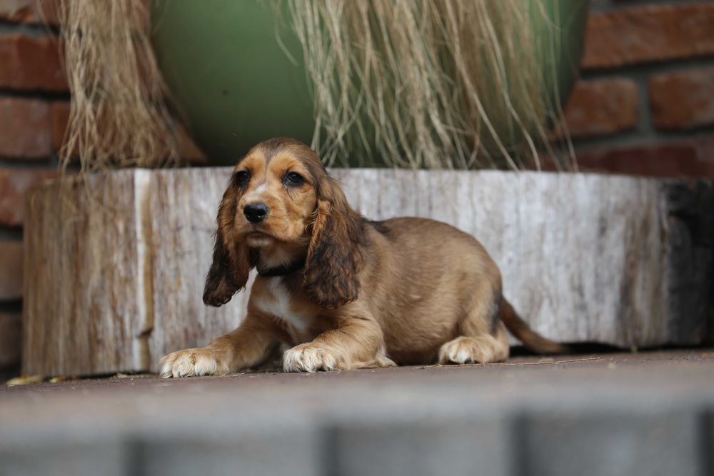 Cocker Spaniel szczeniak