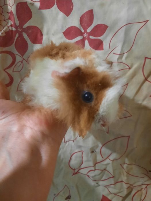 Трьох кольорова  довгошерста кудрява морська свинка