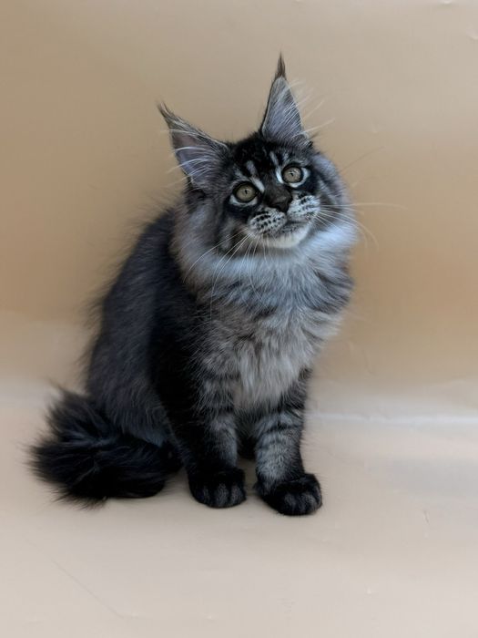 Мейн кун котенок девочка