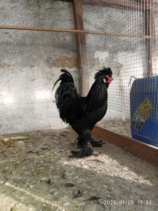 aves troco este pombo raça papo de vento