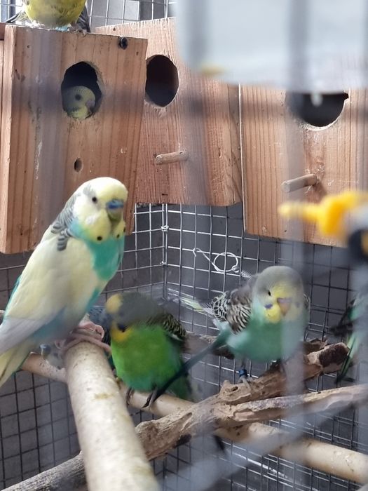 Periquitos de mutação silvestre (adas)