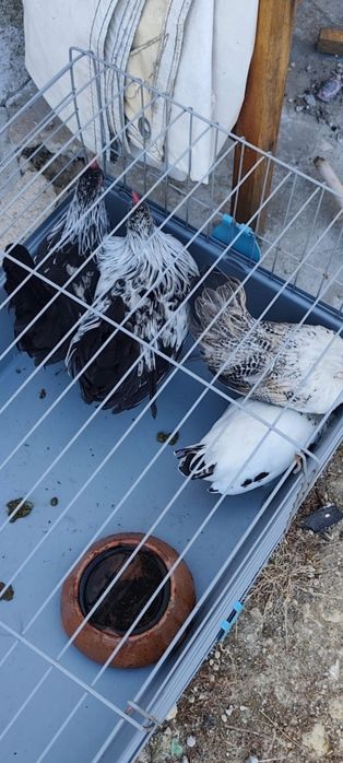 Galos e Galinhas Cocós de Várias Idades