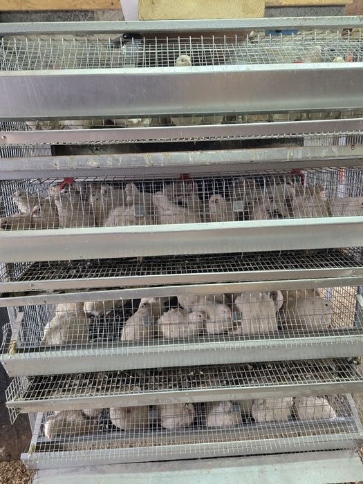 Інкубаційне яйце перепілки Техас Білий.