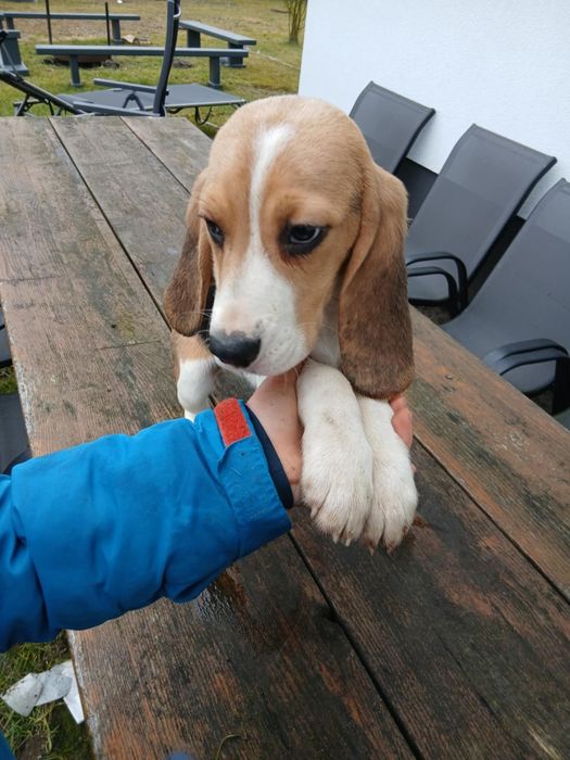 Suczka z rodowodem 3 pokoleniowym