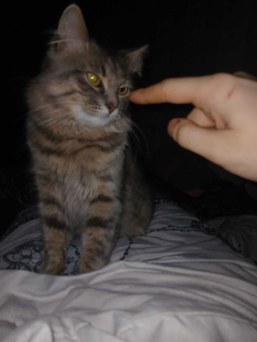 Отдам котика в хорошие руки!