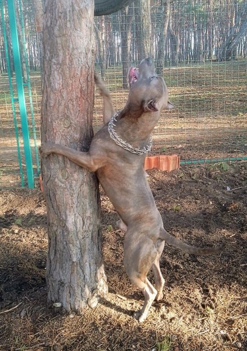 Стафф до в'язки  безкоштовно