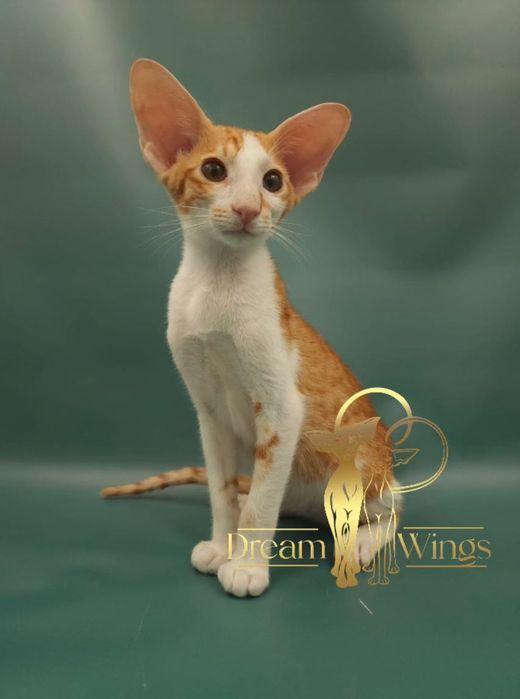 Ориентальный малыш