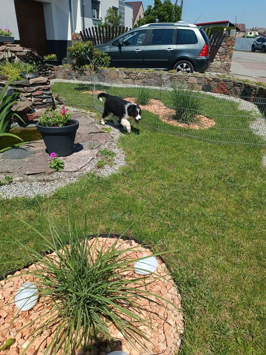 Border Collie – szczeniak