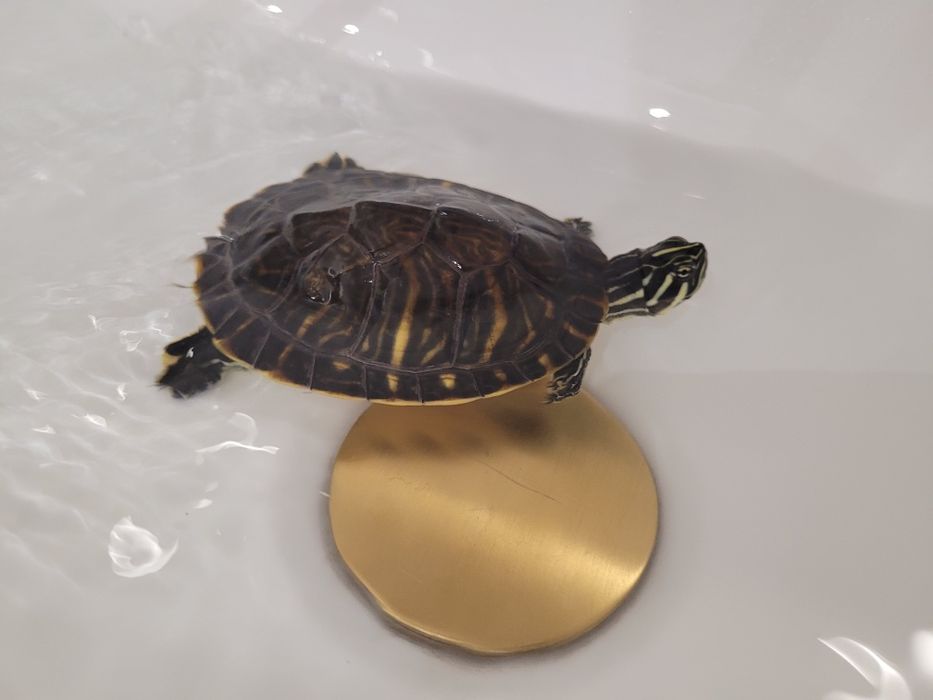 żółw  wodno-lądowy akwarium