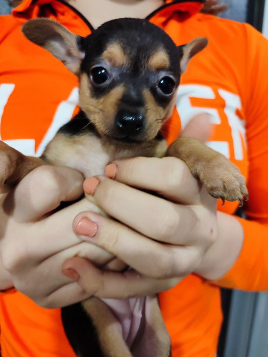 Той тер'єр собаки