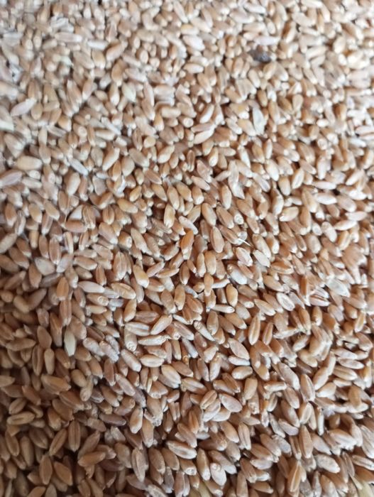 Пшениця новий врожай