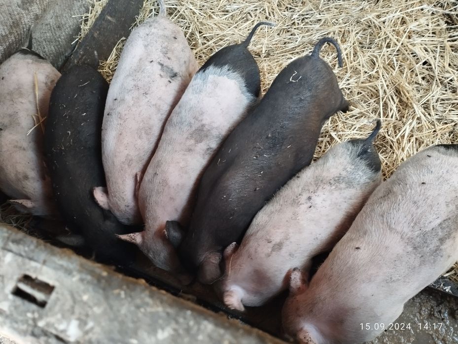 Продам "В'єтнамський поросят 1 місяць 3 неділі