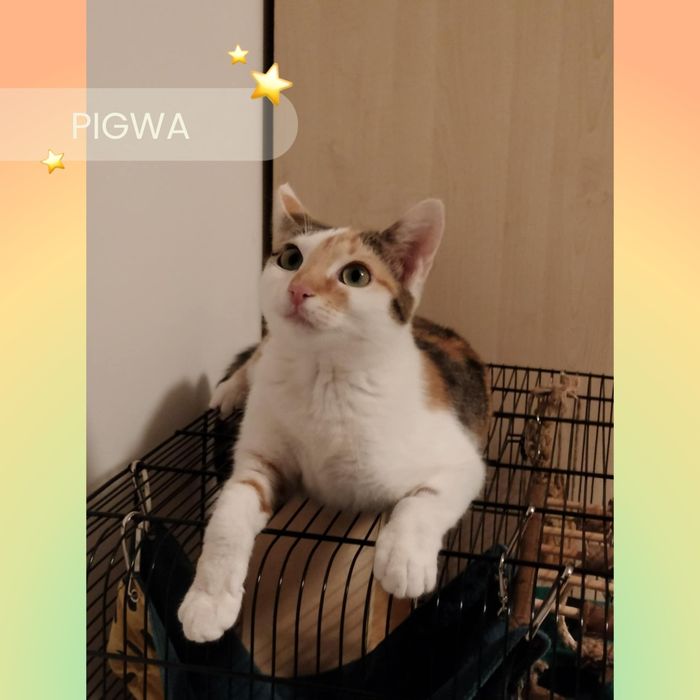 Kotka koteczka trikolor biała ruda bura