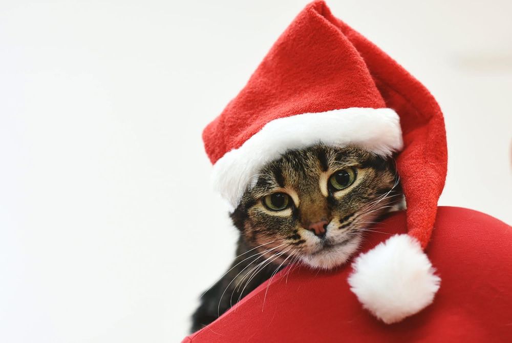 Тигровая кошечка бесплатно