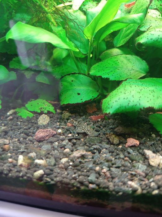 Vendo Ancistrus (Limpa-Vidros)