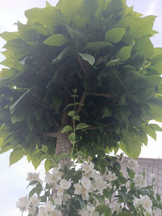 Катальпа продам катальпу