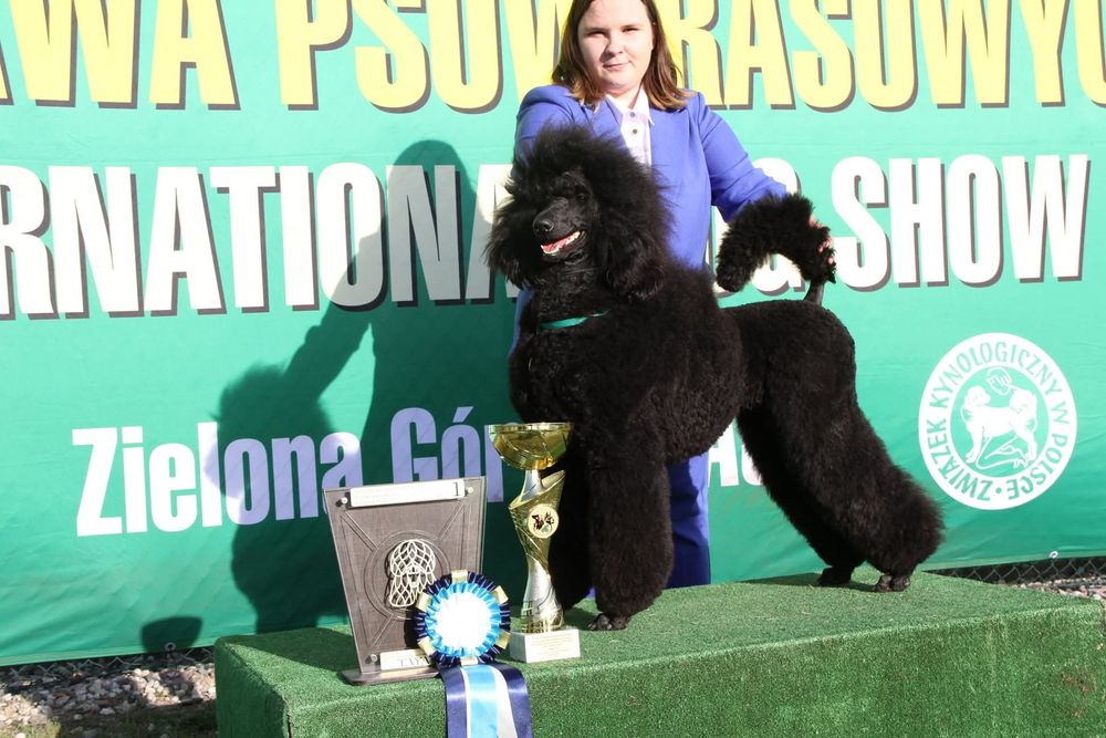 Pudel królewski FCI ZKWP **szczenięta**