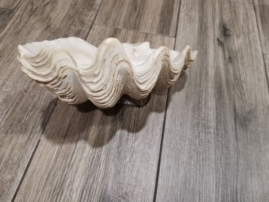 Морская раковина. Крым, СССР