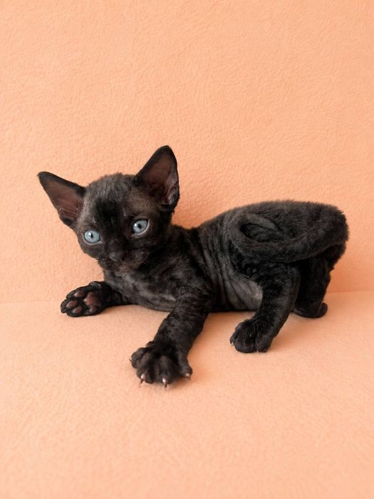 Дівчинка Девон рекс/ Devon Rex