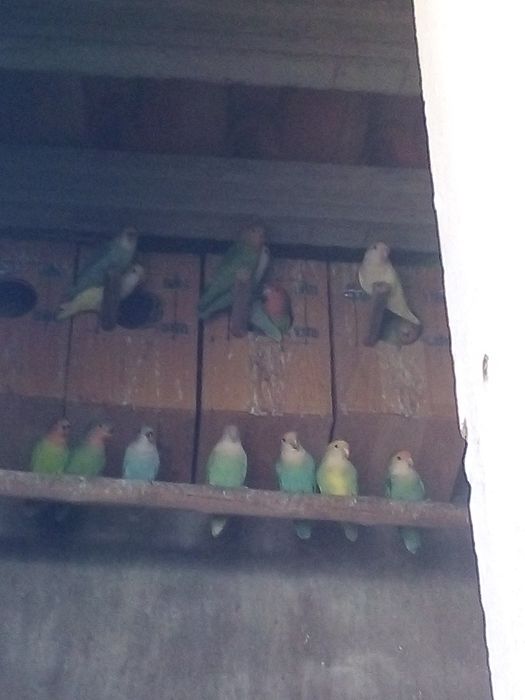 Lote de 10 rosicois todos anilhados