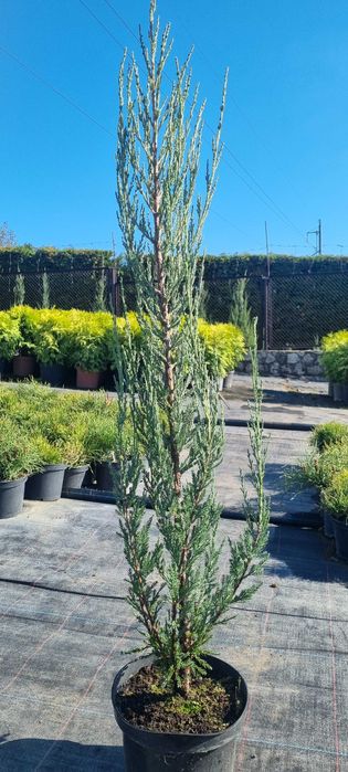 Ялівець Blue Arrow C2