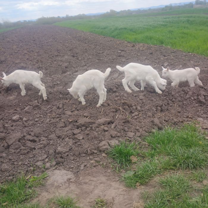 Продам козенят у добрі руки